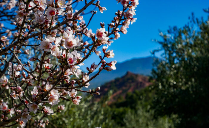Hiking and trekking in the Atlas Mountains