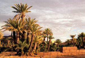 Desert oasis in the Moroccan Sahara