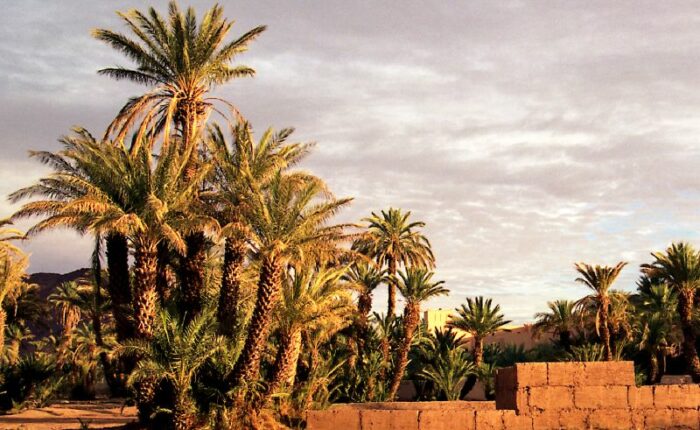Desert oasis in the Moroccan Sahara