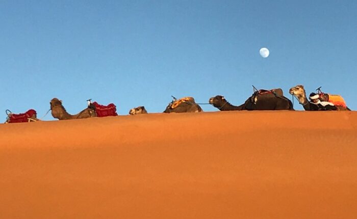 Camel Caravan Tour in the Moroccan Sahara Desert